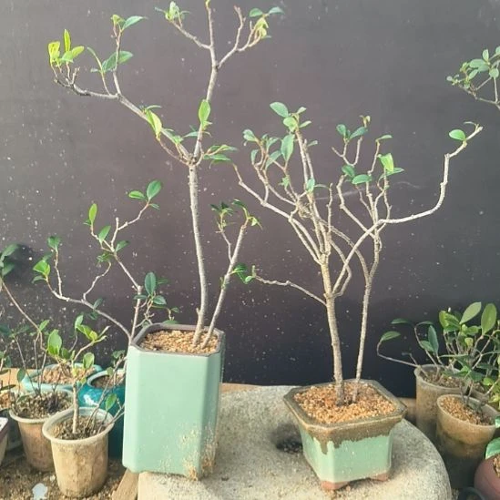 用***6无花朵海岛春花