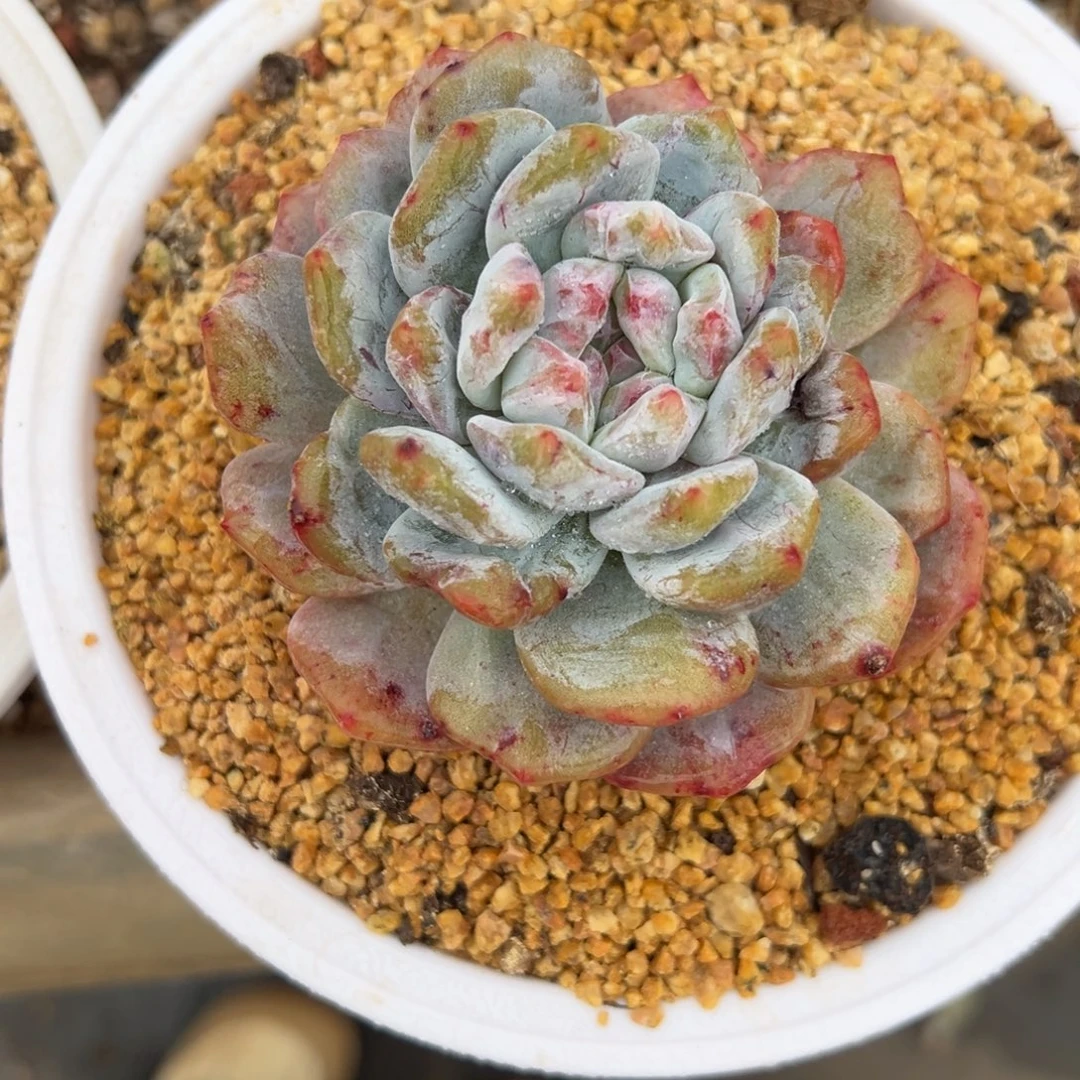 星影石化 夏鸣园艺