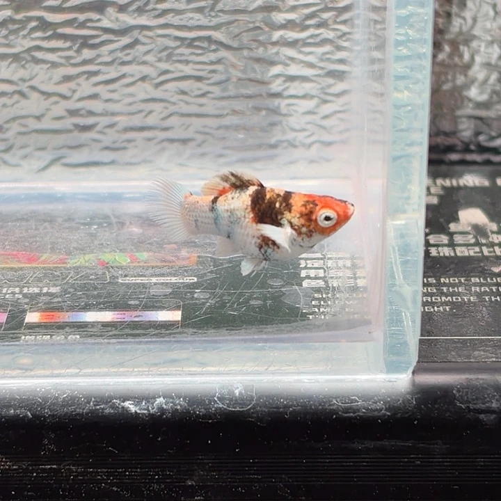 孔雀鱼玛丽鱼一条红头