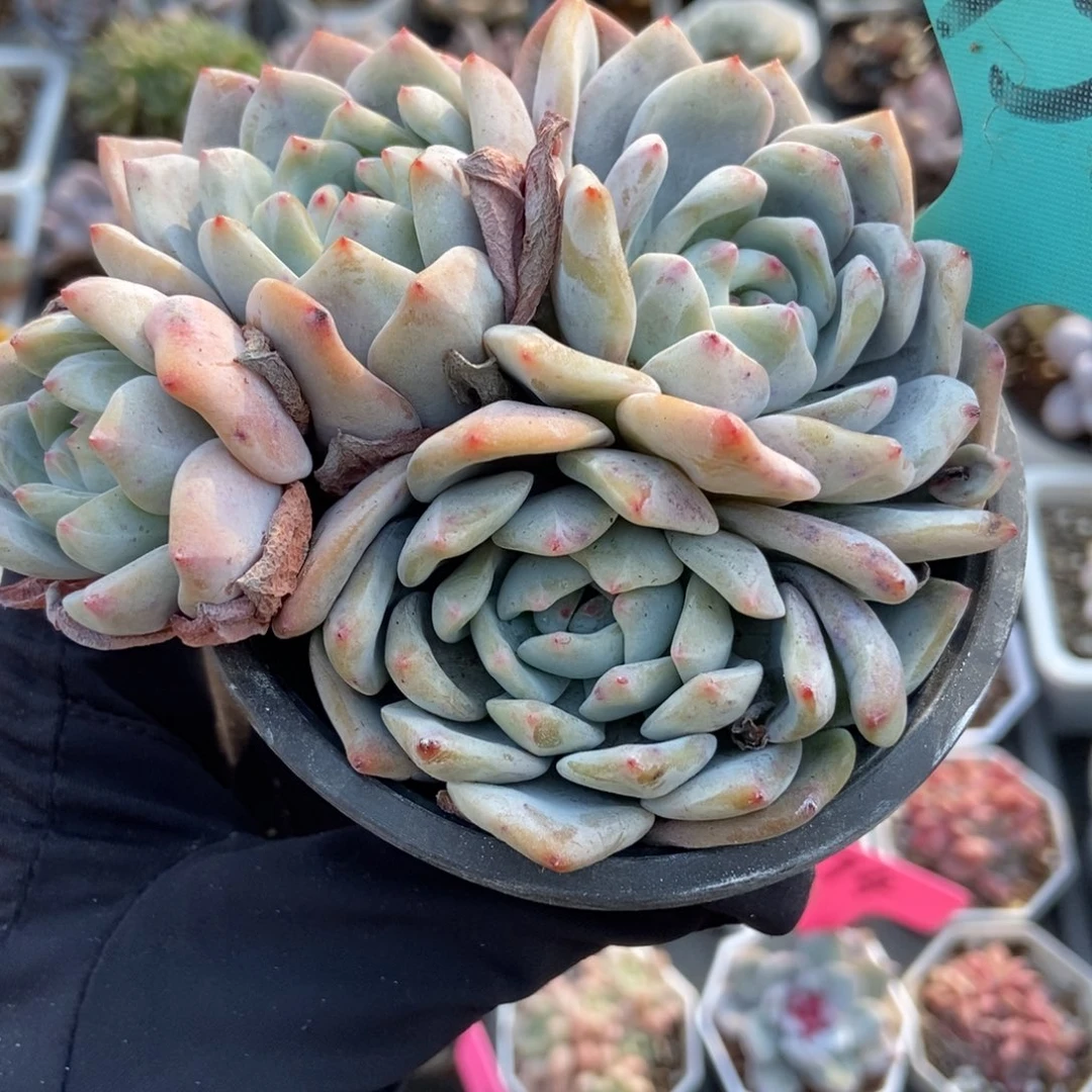 1517小树橙子多肉植物