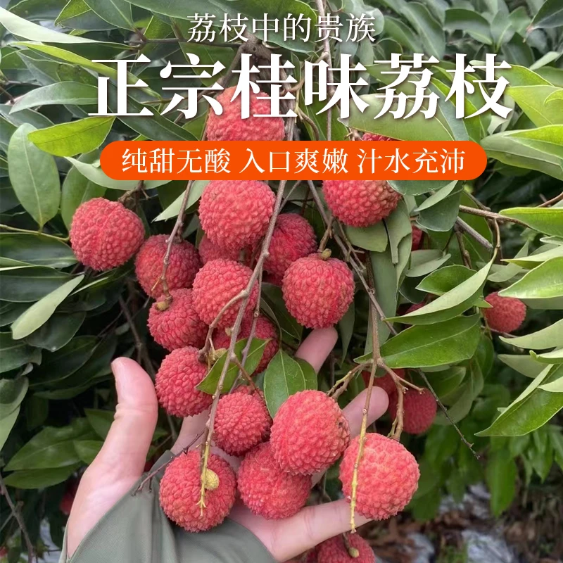 新鲜现摘现发桂味荔枝当季多汁水果