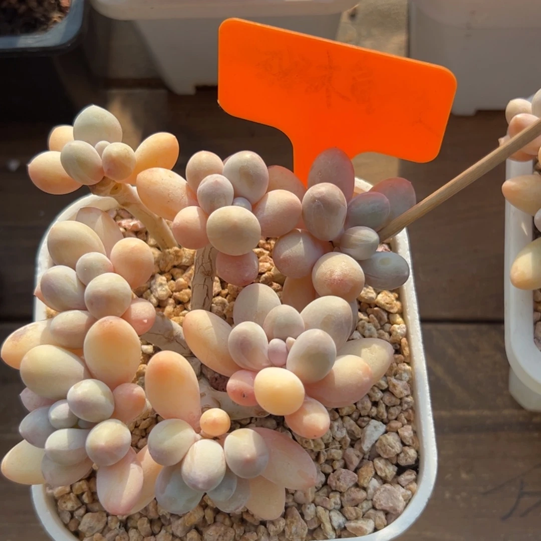 香水手指11111111111111