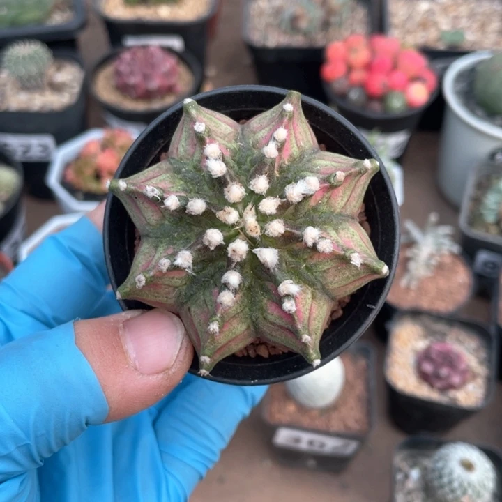 162实生泰系肋骨海神