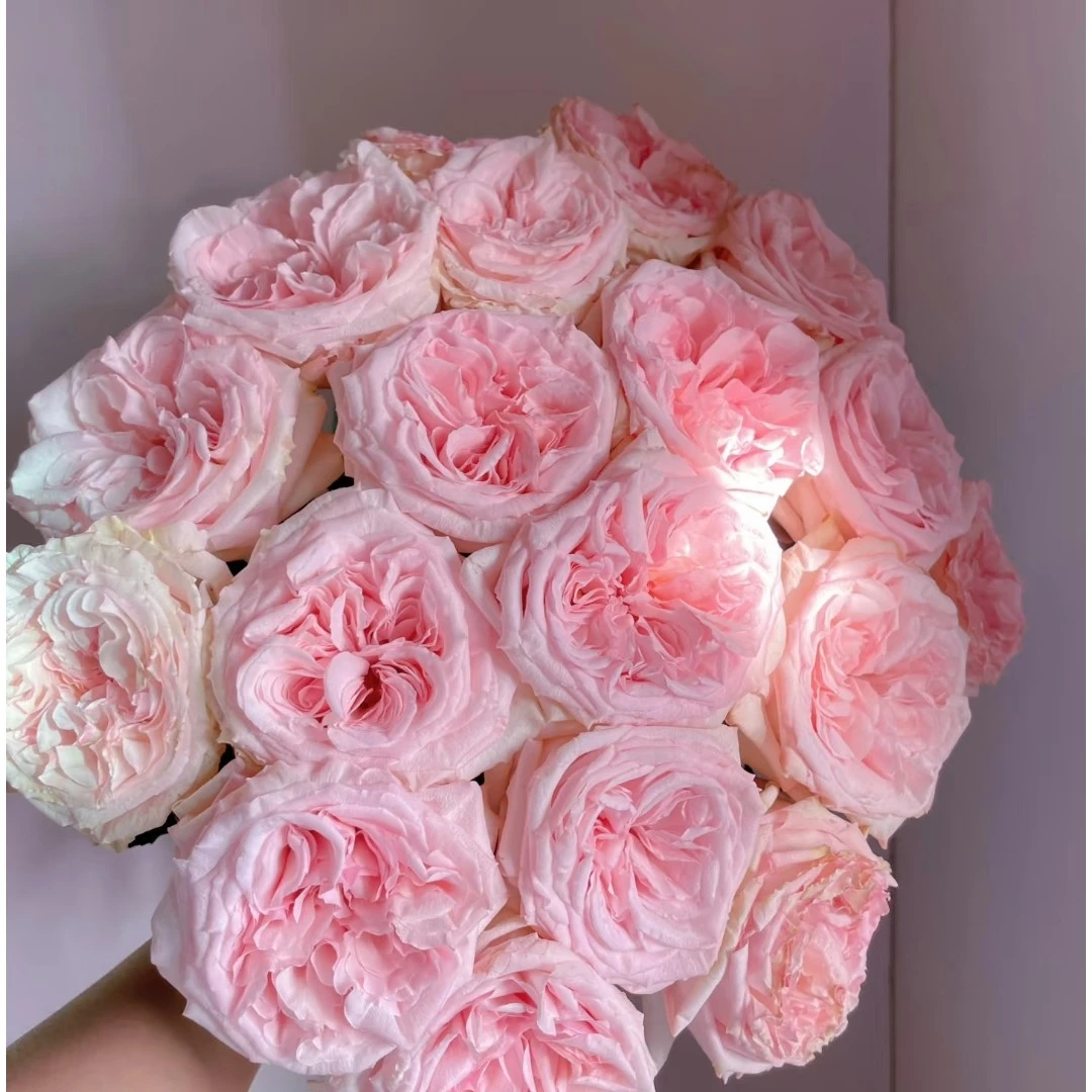 粉荔枝玫瑰20支   拍四件顺丰  两件中通