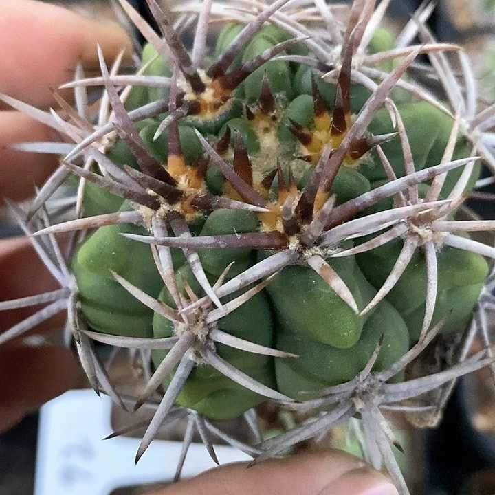 孤品实生控养三中（12）刺五十铃碧岩玉92号