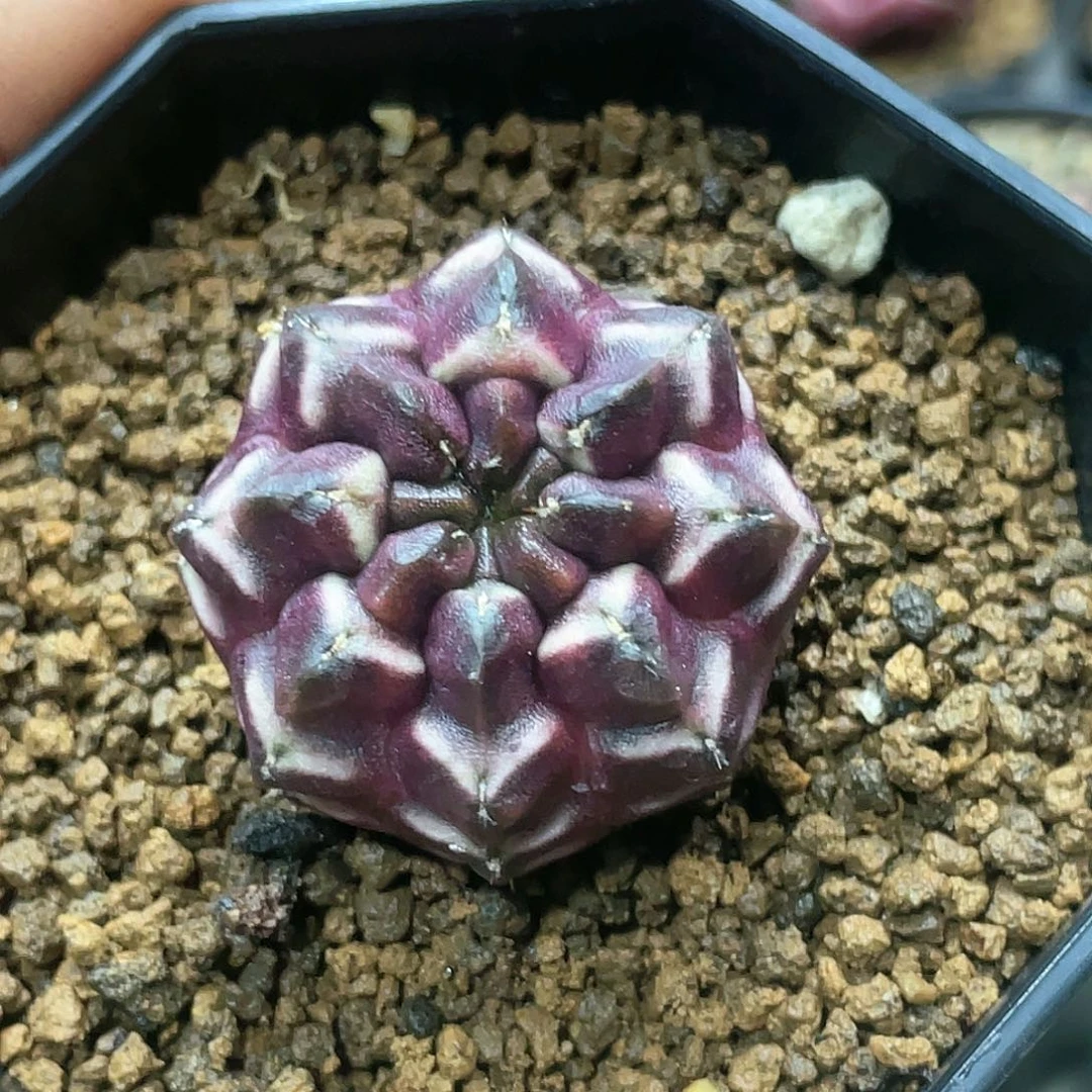 泰系实生根，梦想