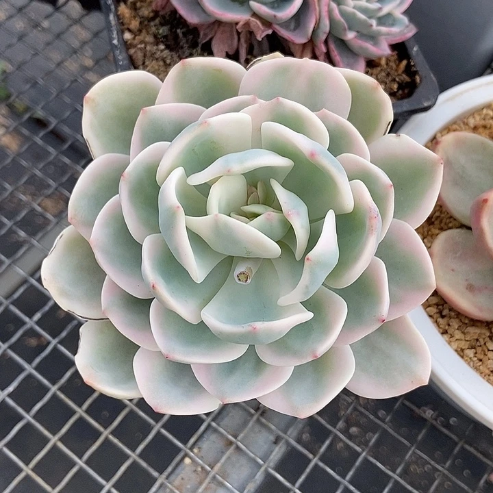 白月光高瓷白锦老叶有晒伤