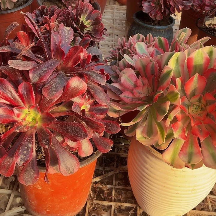 长叶片粉女巫+长叶片美杜莎