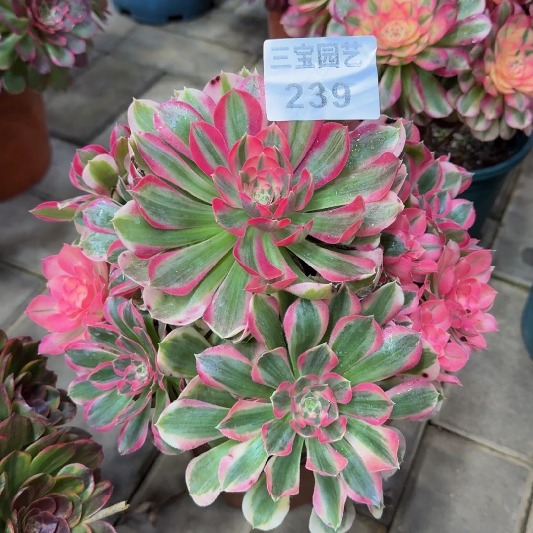 多肉植物239男神