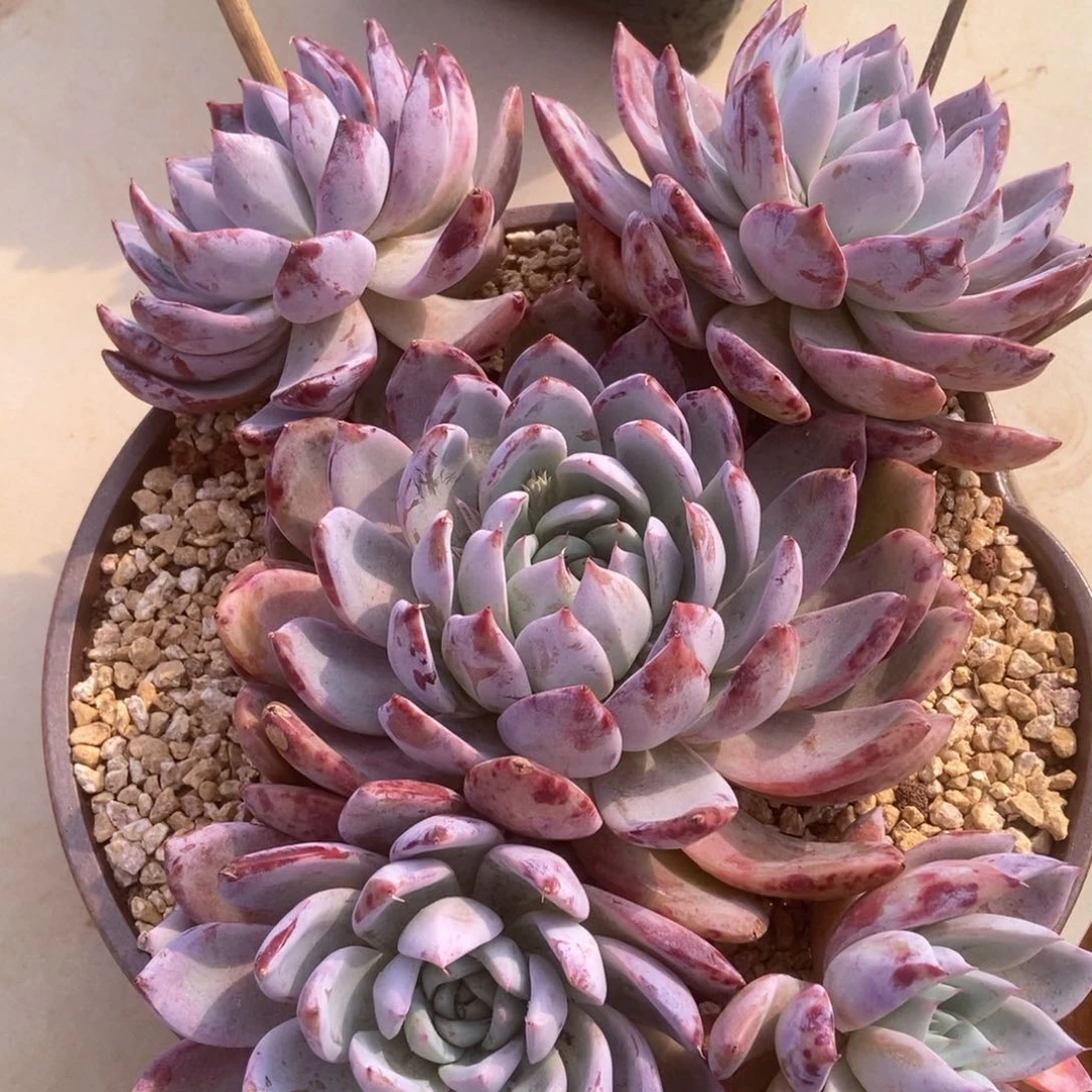 杂交多肉多肉多肉多肉