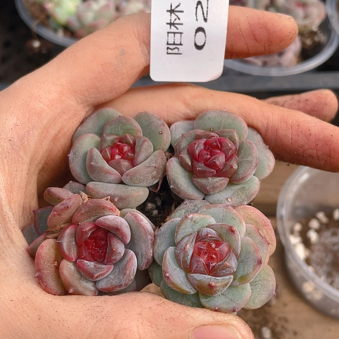 多肉植物多肉植物281