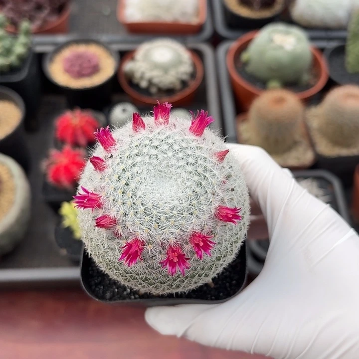 短豪刺希望丸仙人球