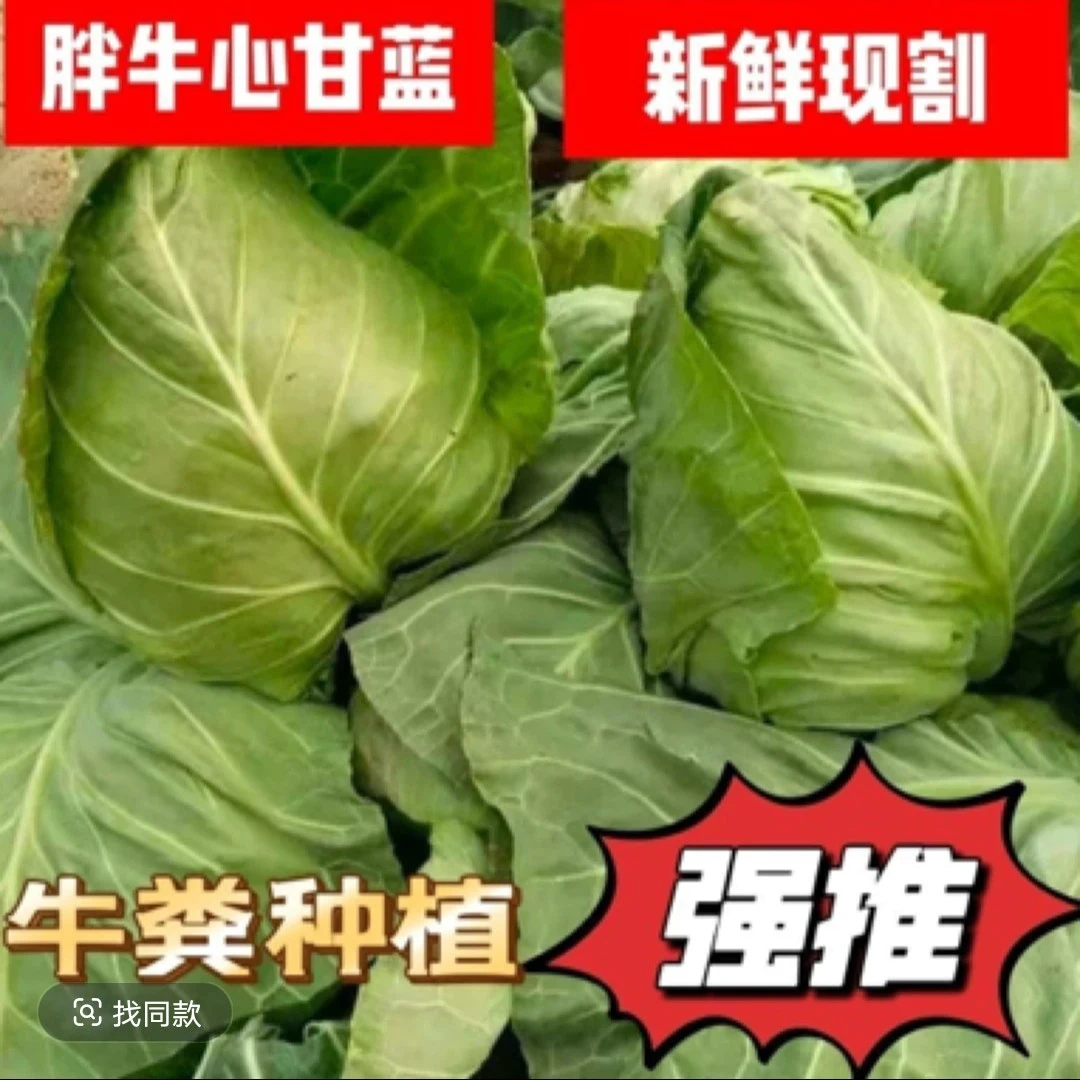 【2.6-3斤牛心绿甘蓝菜】有长的有圆的 北京本地菜 现砍现发绿色蔬菜