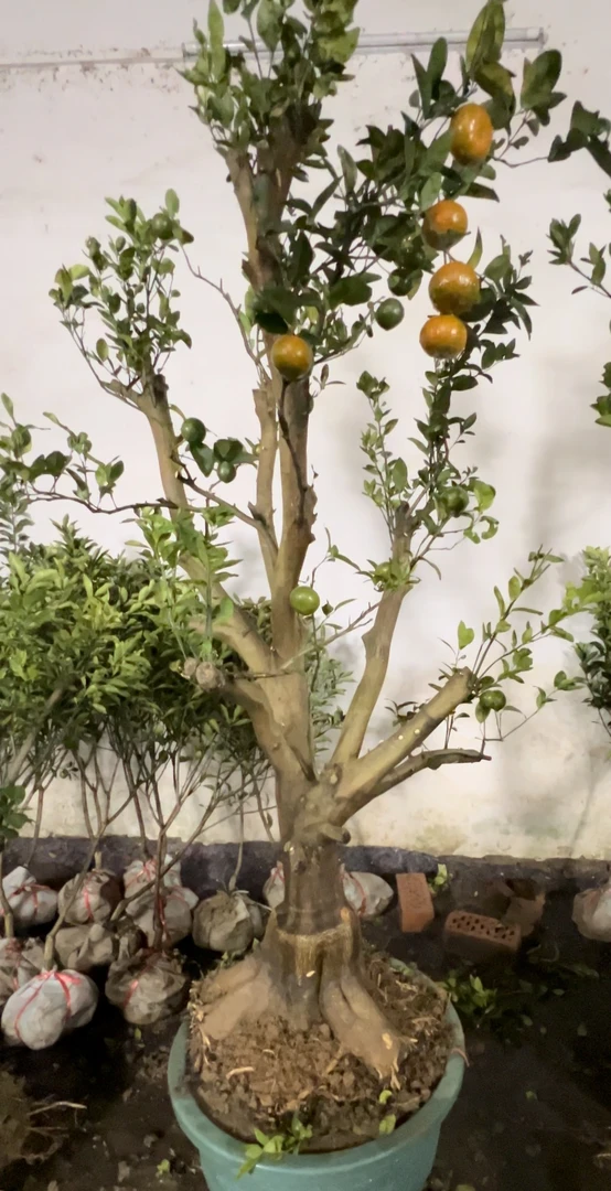微景观绿植北方盆栽地栽创意绿植