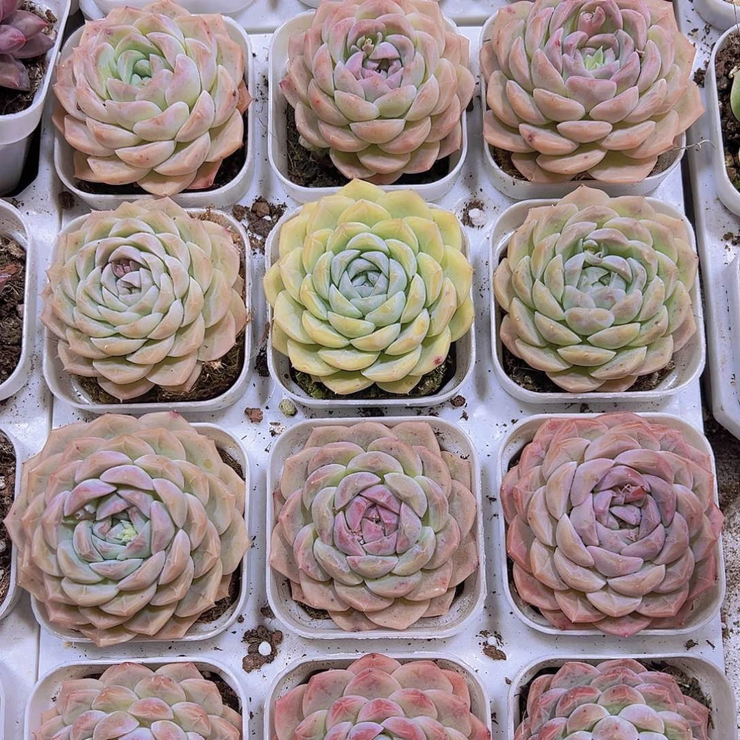 单头绿心19包邮多肉