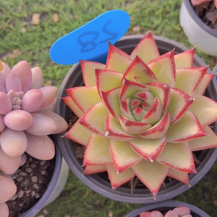 健健康康平平安安