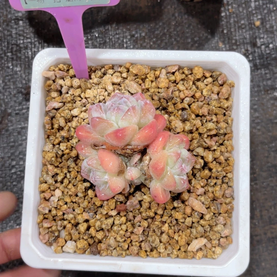 K***m云尘多肉一物一拍1093，