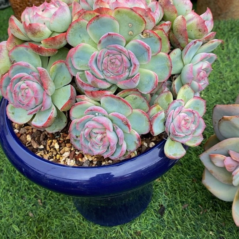 【闪购商品】睿*多肉植物