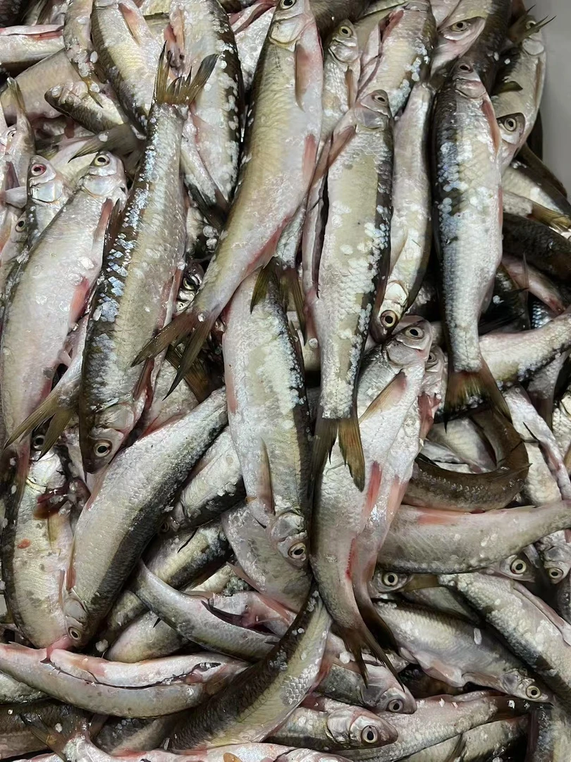 乌苏里江野生白漂子鱼 （净膛速冻）4斤（2袋）顺丰包邮