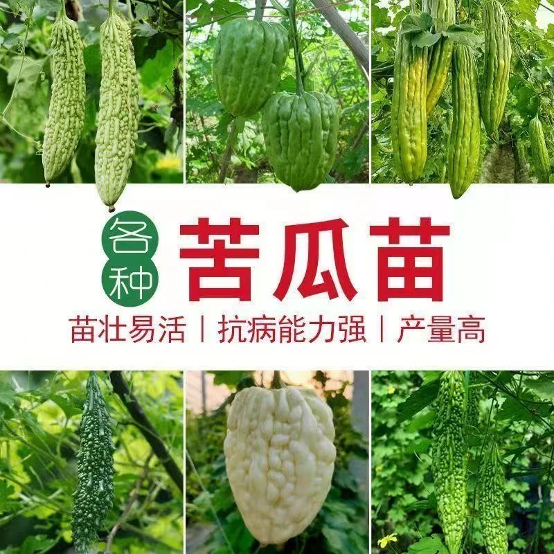 精选高产苦瓜秧苗苦瓜润泽苦瓜苗翠绿苦瓜苗盆栽地栽【基地直发】