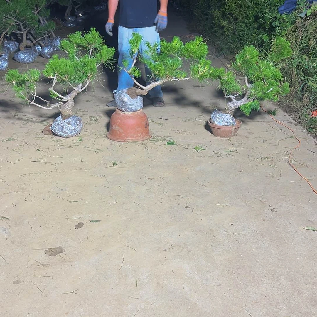 无花朵设***工88888888888