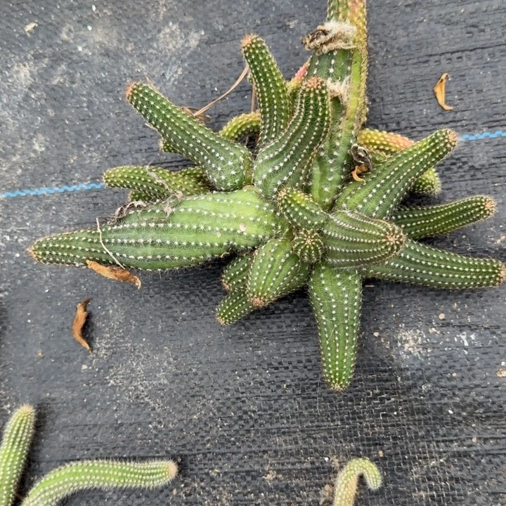 白檀仙人掌群生一群59