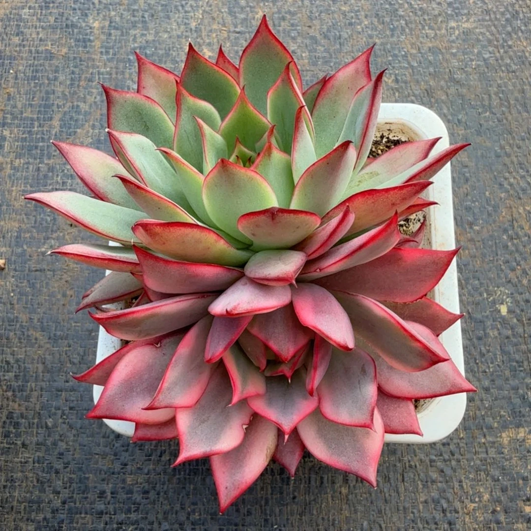 红宝莲灯锦锦上园艺一物一拍