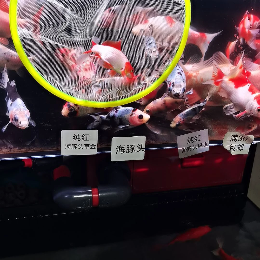 金鱼长尾齐鳃十二红，八公分