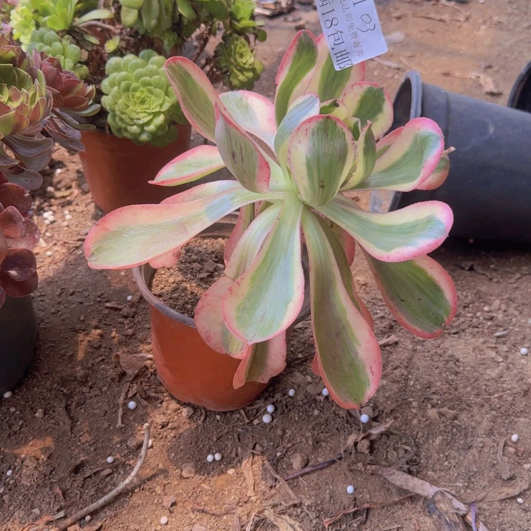 103号。燕姿锦。 冠服。25