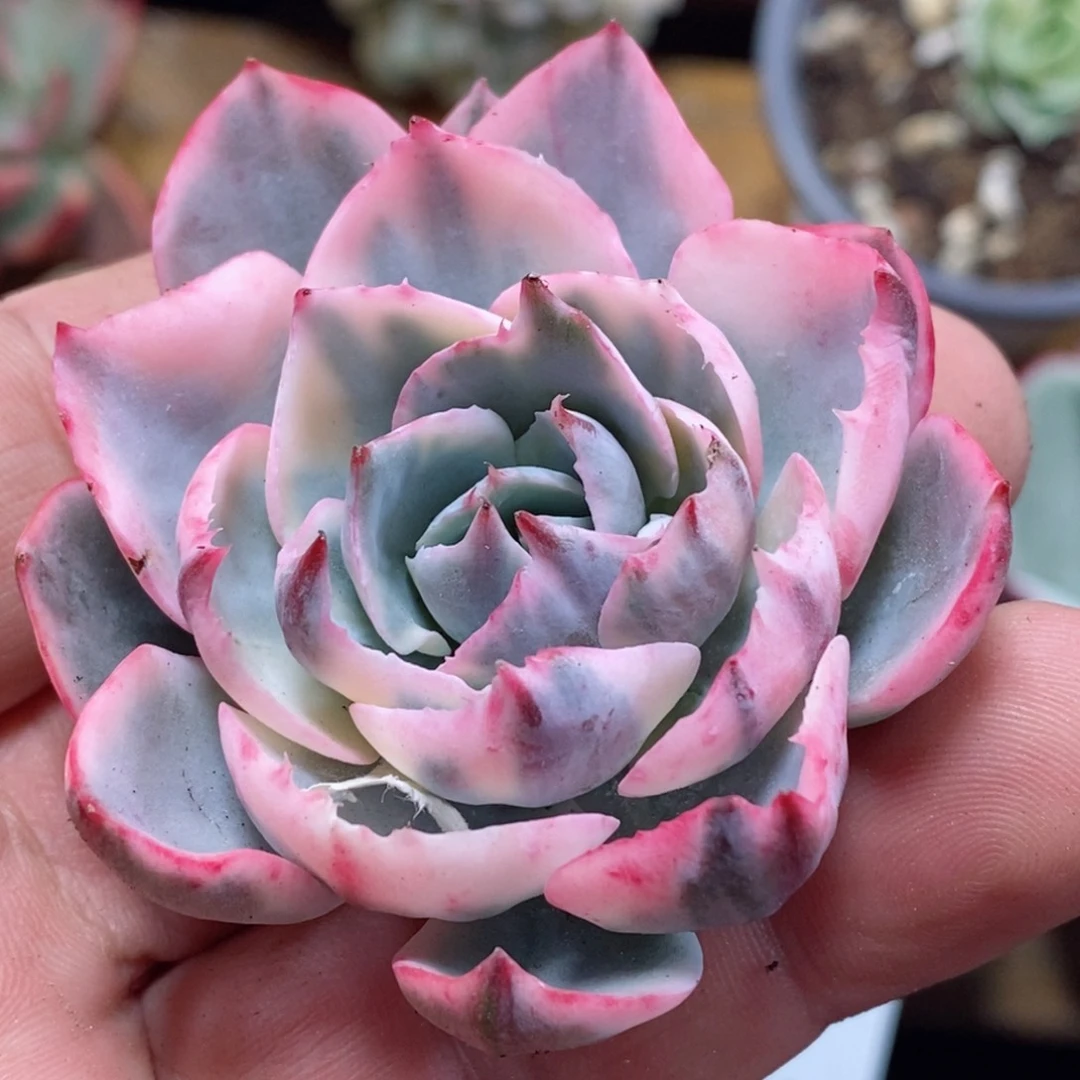 256阿美星锦     小方花圃一物一拍