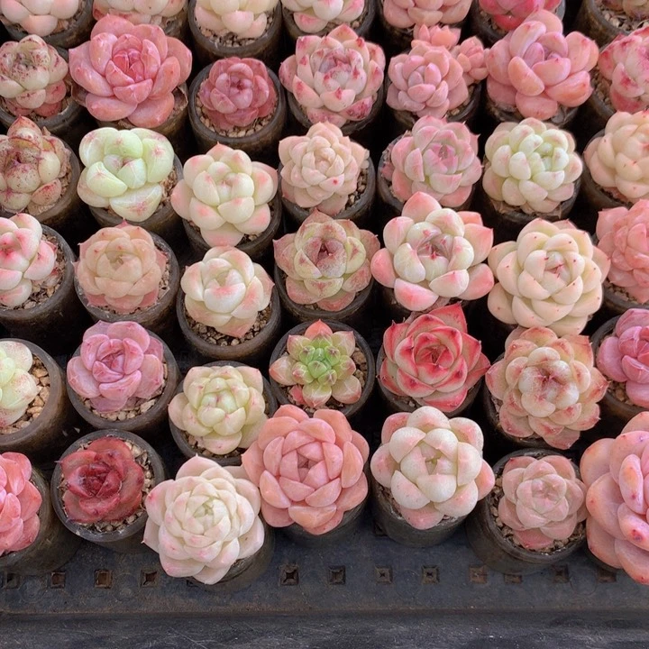 闹钟一筐带玻璃瓶发