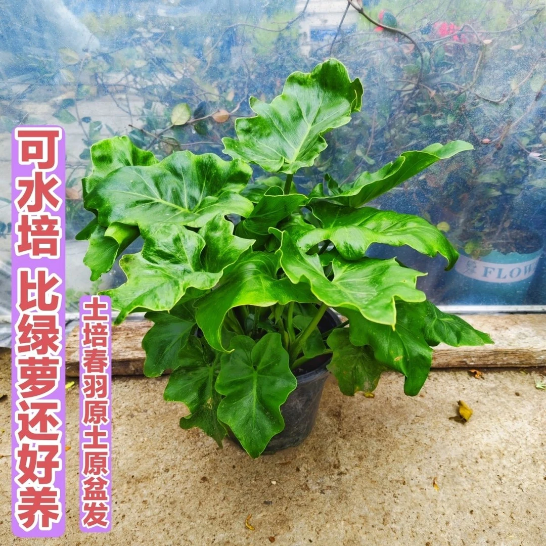 春羽绿植盆栽室内客厅花卉水养水生好养室水培植物小天使龙鳞春雨