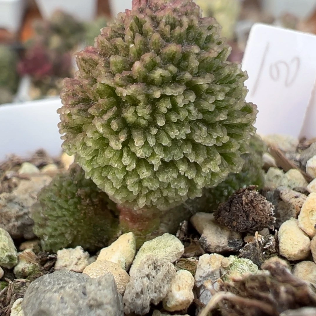 实生新品多肉植物水泡