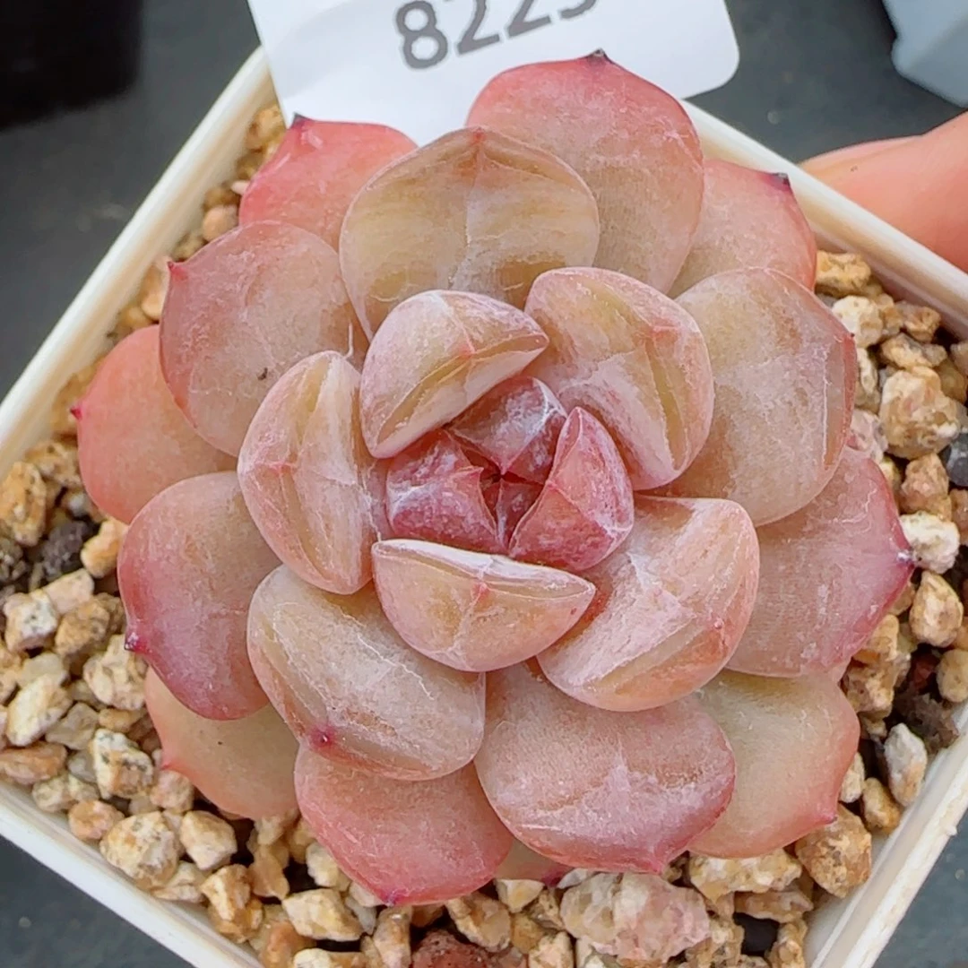红恋，8225多肉植物
