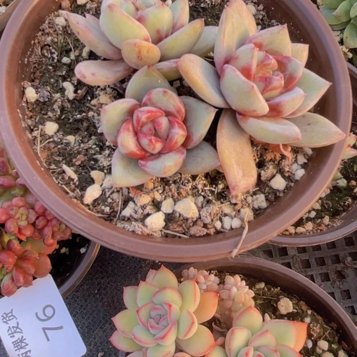 德国香槟多肉植物39