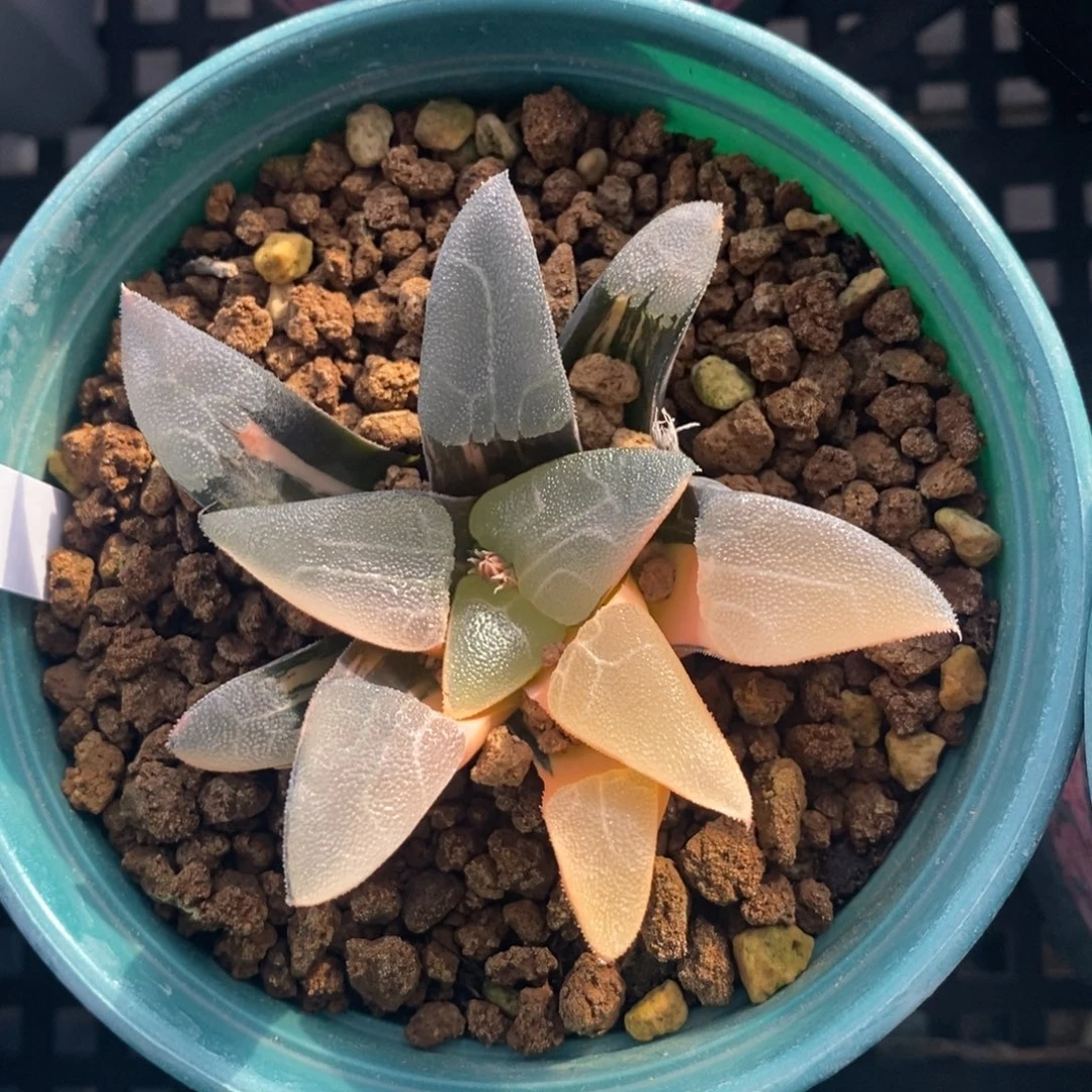 一颗实生大克锦。  特价