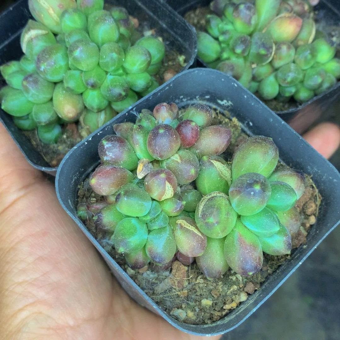 千代田缀。 （满9.99包邮不满9.9发叶子）