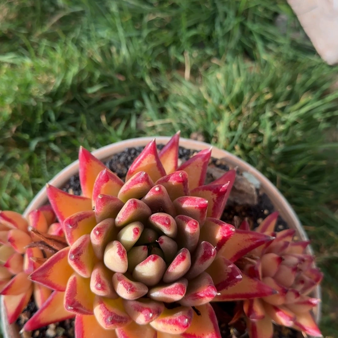 小****小椰奶姐姐多肉植物