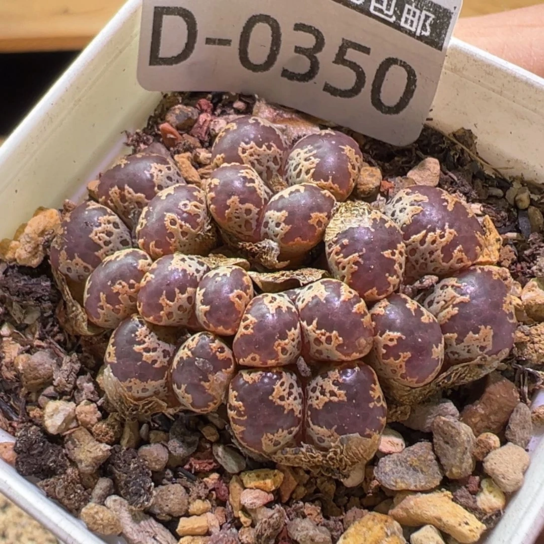 多肉植物11111111111