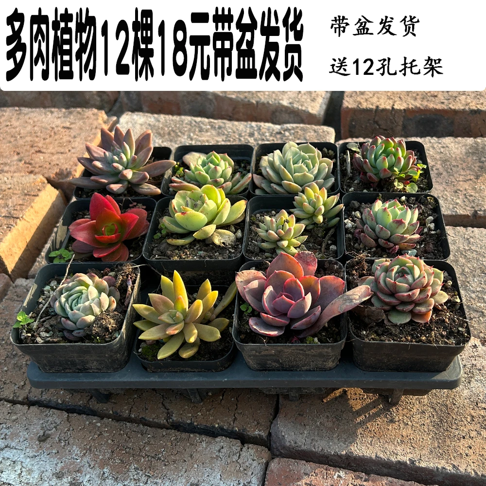 特价单头多肉组合小盆栽多浆懒人植物带土带盆发货多品种任选12棵
