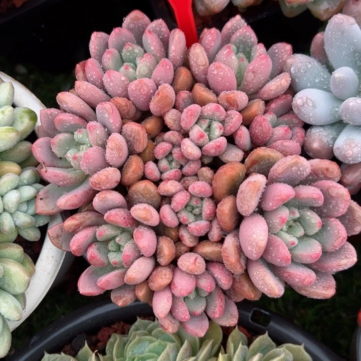 236猫眼石平平安安健健康康