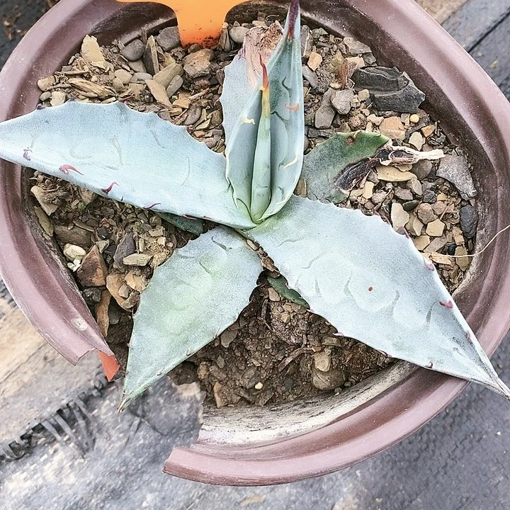 【闪购商品】龙舌兰绿植