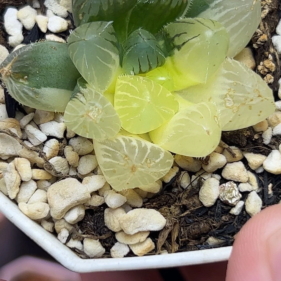 蓝镜锦十二卷多肉植物