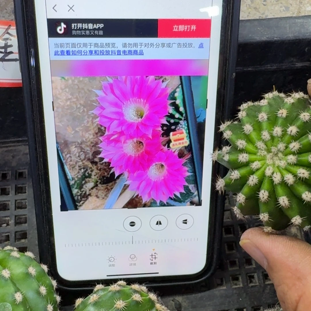 8金刚3歪无根侧牙4公分左右，20包邮