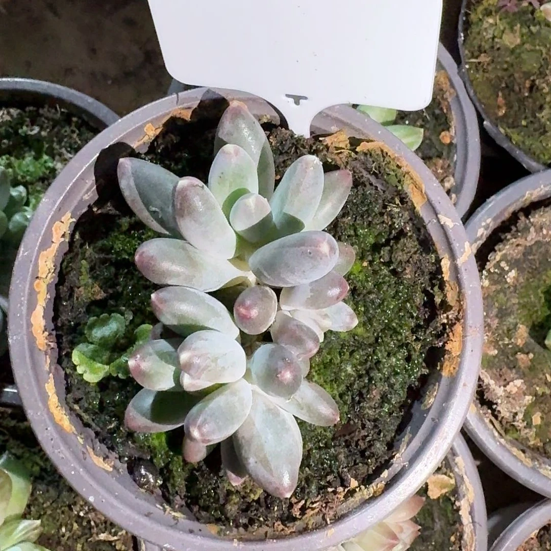 美人6666666666666667