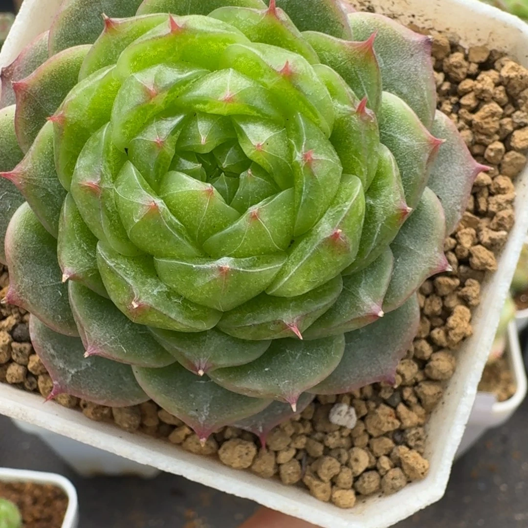 一物一拍一物一拍1109-547