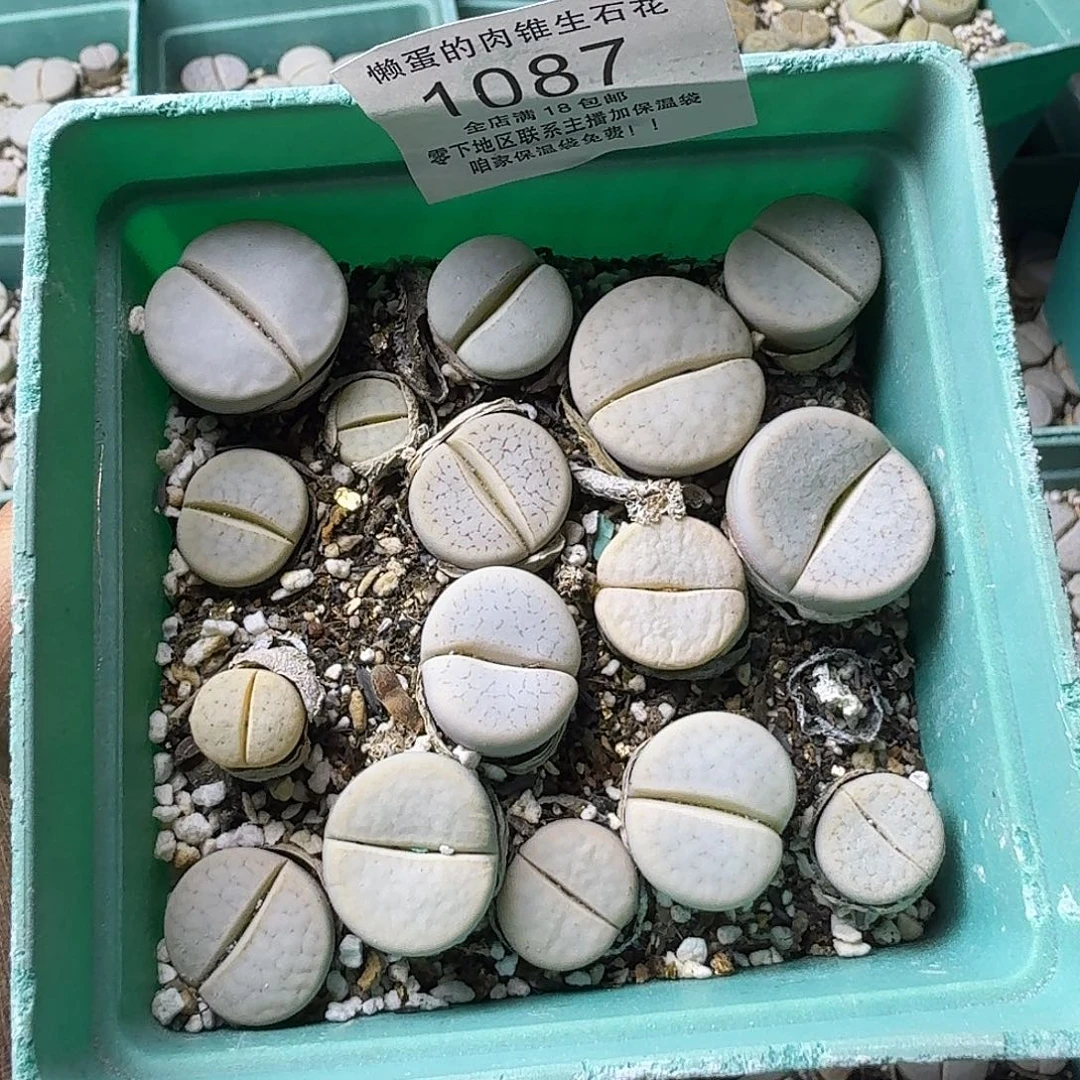 1087 哈哈哈哈哈哈哈哈