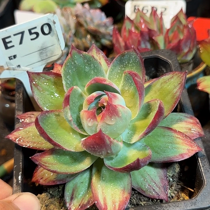 惊鸿一物一拍包装收缩花旱750