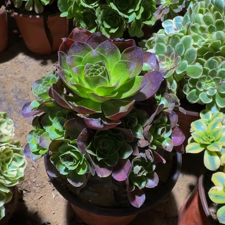 魅金玫瑰脱土发货9.9