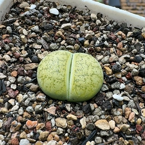 3600，一箭之遥母本带盆